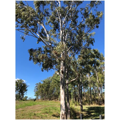    (. Eucalyptus tereticornis)  500,  370