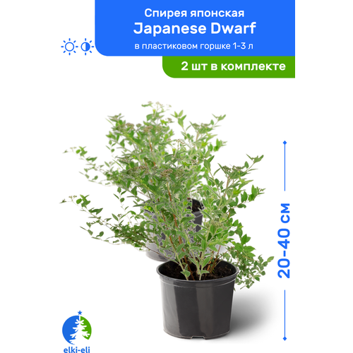 Спирея японская Japanese Dwarf (Джапаниз Дварф) 20-40 см в пластиковом горшке 1-3 л, саженец, лиственное живое растение, комплект из 2 шт, цена 3097р