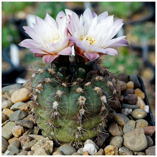     Gymnocalycium taningaense P-212 10 .,  350