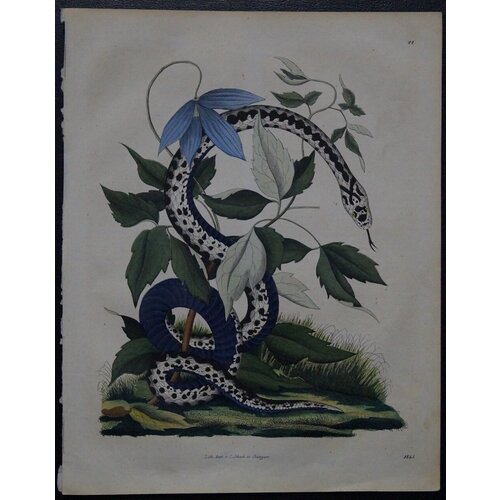 Европейский художник XIX века. Змея., цена 72000р