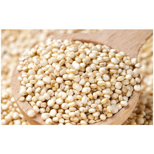    (. Chenopodium quinoa)  250,  320 MagicForestSeeds