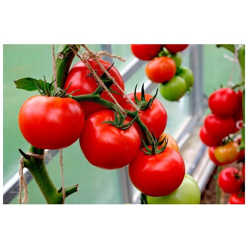   (. Tomato Risentrab)  10,  330