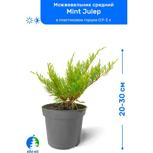 Можжевельник средний Mint Julep (Минт Джулеп) 20-30 см в пластиковом горшке 0,9-3 л, саженец, хвойное живое растение, цена 1149р