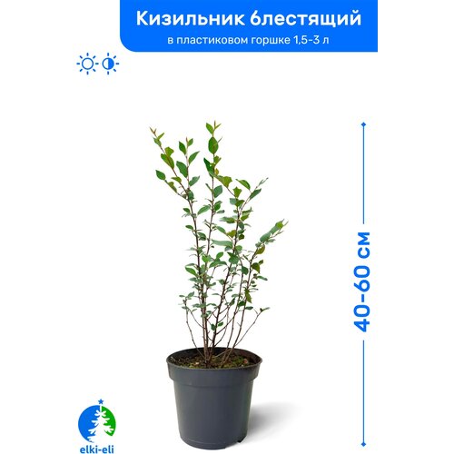 Кизильник блестящий 40-60 см в пластиковом горшке 1,5-3 л, саженец, лиственное живое растение, цена 845р