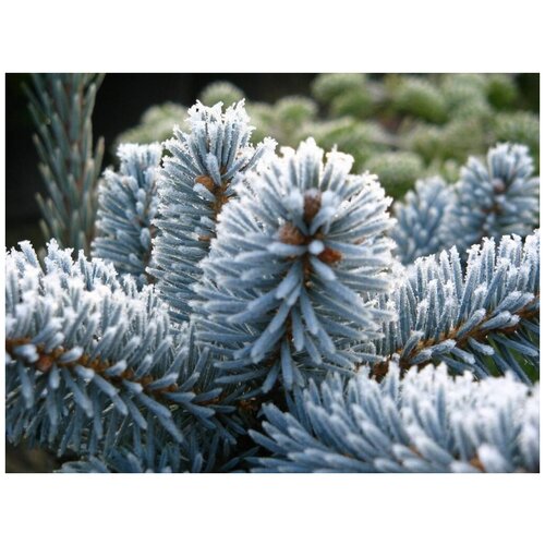    -   (. Picea pungens)  25,  380 MagicForestSeeds