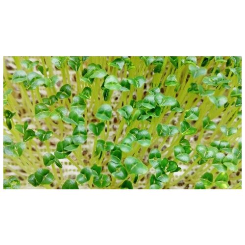   (. Salvia hispanica)  250,  370