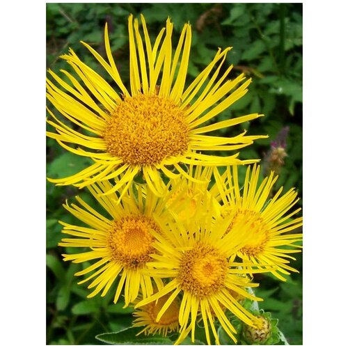    /   / Inula helenium, 60 ,  300