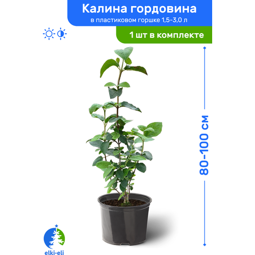 Калина гордовина 80-100 см в пластиковом горшке 1,5-3 л, саженец, лиственное живое растение, цена 2373р
