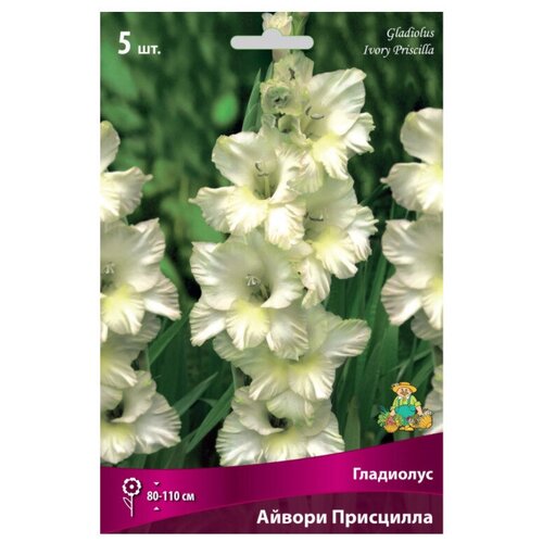 Гладиолус крупноцветковый Айвори Присцилла, цена 599р