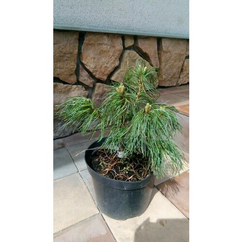 Сосна стробус Тини Кёрлс. Ф-20см Pinus strobus Tiny Curls, цена 4590р