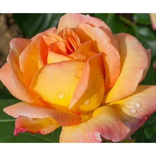 Роза чайно-гибридная Philippe Noiret, цена 803р
