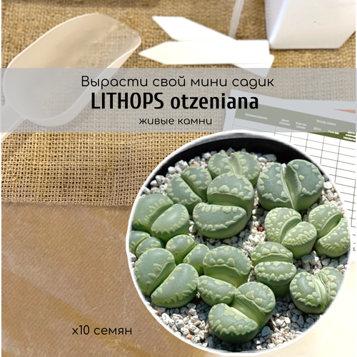   Lithops otzeniana   /      ,  330