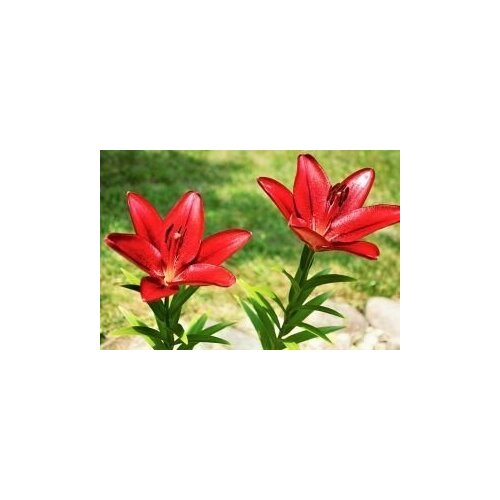 Лилии красные, цена 660р