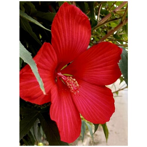     () / Hibiscus herbaceous, 10 ,  360