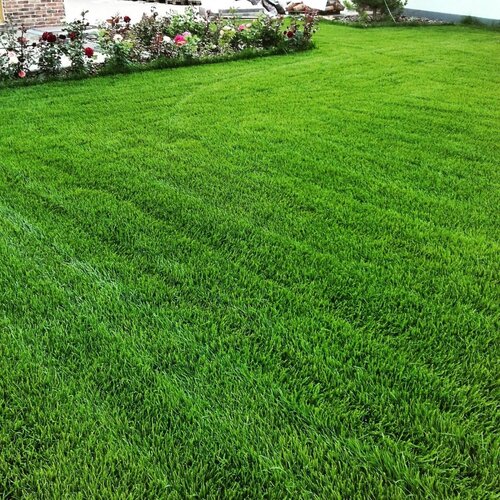 Семена газона Зеленый Квадрат Green Meadow, быстровосстанавливающийся, 1 кг, цена 760р