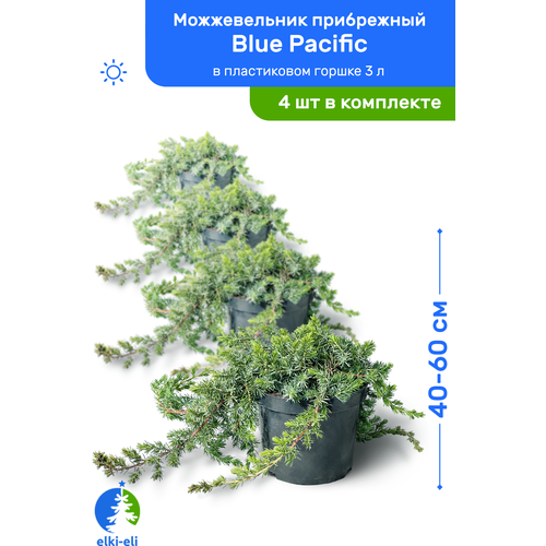 Можжевельник прибрежный Blue Pacific (Блю Пацифик) 40-60 см в пластиковом горшке 3 л, саженец, хвойное живое растение, комплект из 4 шт, цена 9400р
