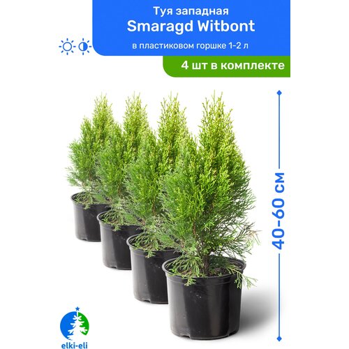Туя западная Smaragd Witbont (Смарагд Витбонт) 40-60 см в пластиковом горшке 1-2 л, саженец, хвойное живое растение, комплект из 4 шт, цена 8780р