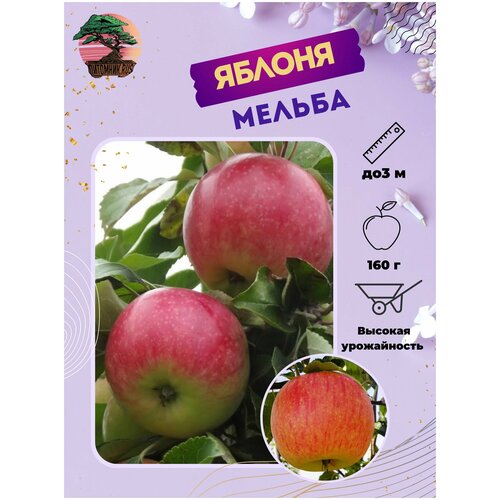 Яблоня Мельба ( 3-4 года 125-150 см С7,5 ), цена 2979р