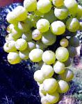 виноград Ананасный ранний