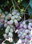 виноград Розовый Тимур 