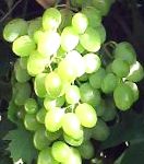 виноград Юбилей Платова