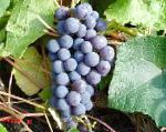 виноград Левокумский устойчивый