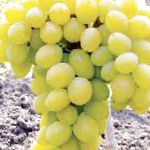 виноград Феномен (Плевен устойчивый)