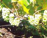 виноград Люссиль