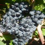 виноград Цимлянский черный