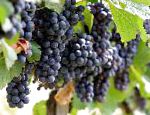 виноград Молдова