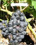 виноград Пино черный