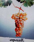 виноград Лодырь