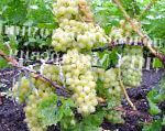 виноград Украина