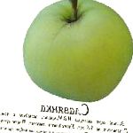 яблоня Славянка
